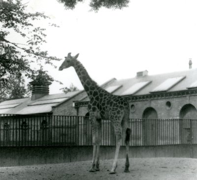 Giraffe Maud, stehend im Paddock vor dem Giraffenhaus, Londoner Zoo, 1923 von Frederick William Bond